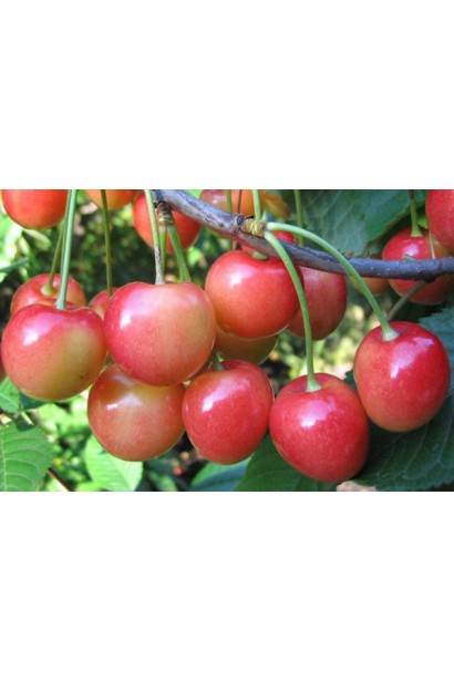 Черешня Аэлита со средними розовыми плодами на дереве.