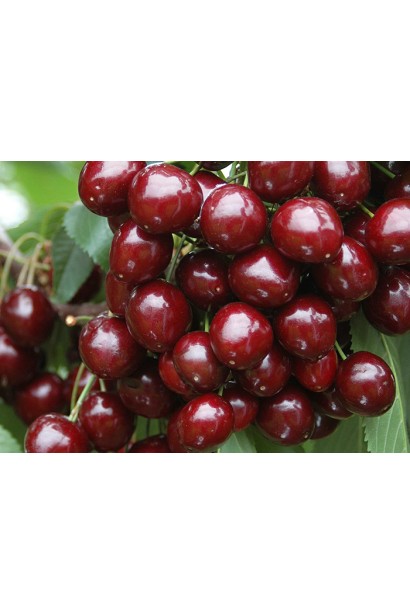 Черешня Бігаро Бурлат з чорно-червоними ранніми плодами.