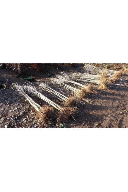 Саджанці черешні Бігаро Бурлат