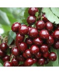 Черешня Бігаро Бурлат (темно-червона, рання) | Черешня Бигарро Бурлат (темно-красная, ранняя) | Prunus avium Bigaro Burlat