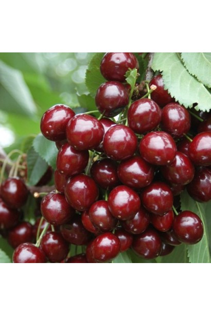 Чорно-червоні плоди черешні Бігаро Бурлат у саду.