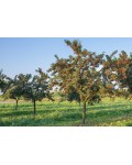 Черешня Бігаро Бурлат (темно-червона, рання) | Черешня Бигарро Бурлат (темно-красная, ранняя) | Prunus avium Bigaro Burlat