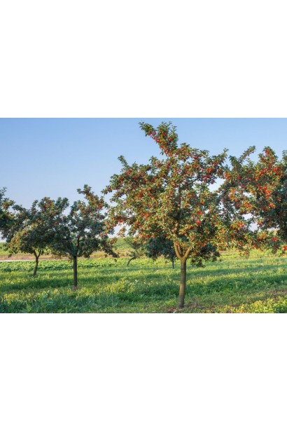 Дерево черешні Бігаро Бурлат у садовому ландшафті.