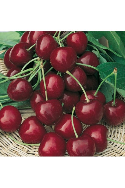 Черешня Бігаро Бурлат з червоно-чорними плодами.