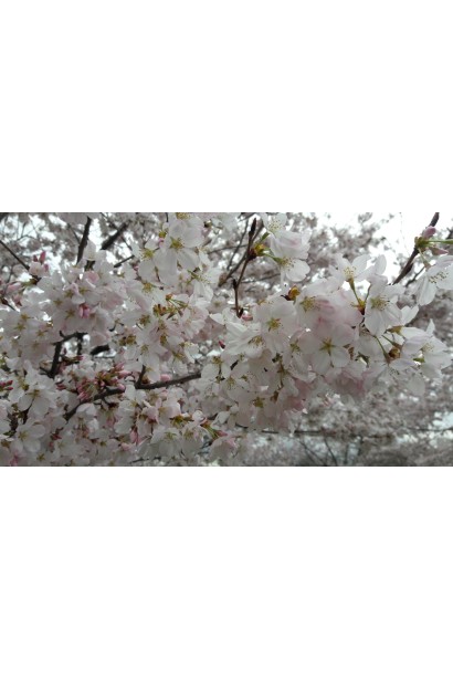 Цвітіння черешні Бігаро Бурлат