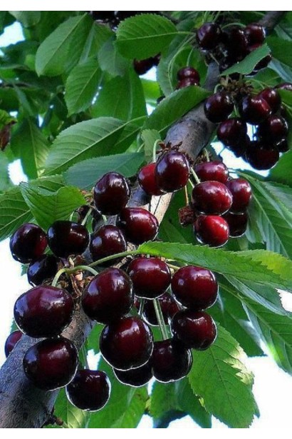 Черешня Бігаро Бурлат, відома своєю ранньою врожайністю.