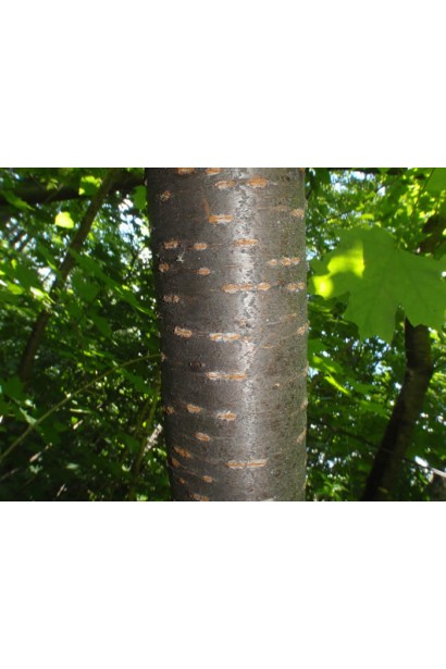 Черешня Бігаро Бурлат (чорно-червона, рання)