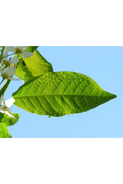 Черешня Бігаро Бурлат (чорно-червона, рання)