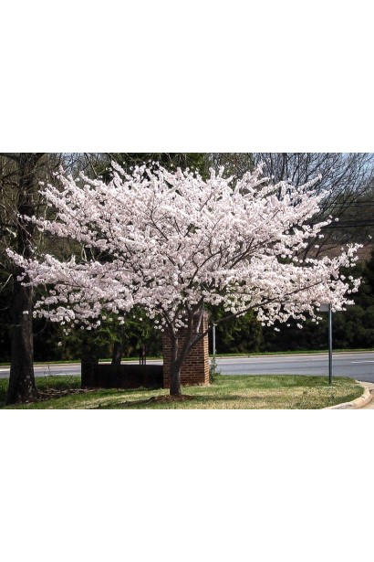 Дерево вишні Словянка в ландшафті