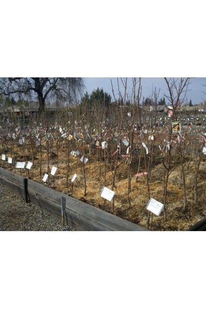 Вишня домашня Slavyanka саджанці