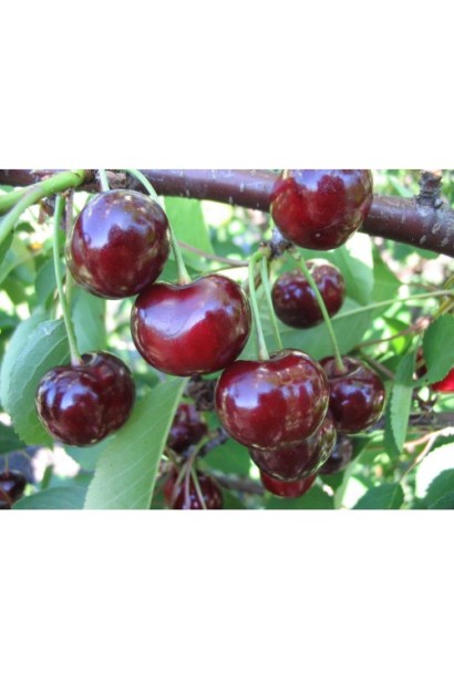 Вишня рання Словянка