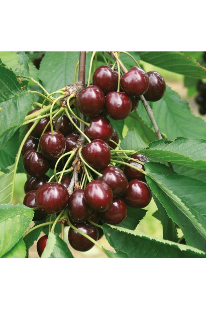 Prunus cerasus Slavyanka