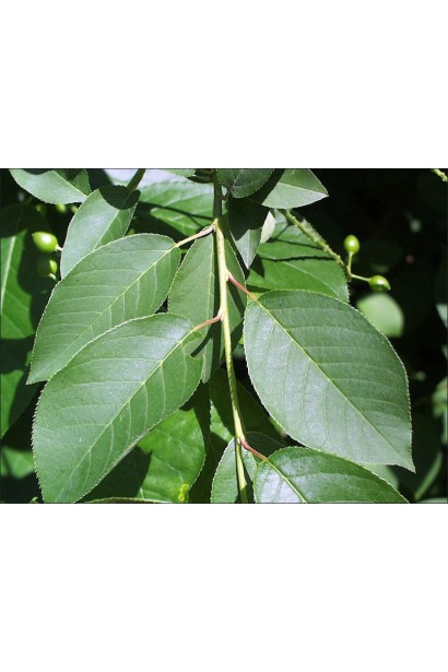 Вишня Словянка листя