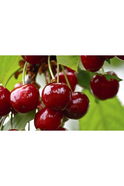 Вишня Словянка темно-червоні великі ягоди