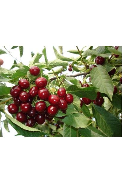 Вишня домашня Словянка (рання) 