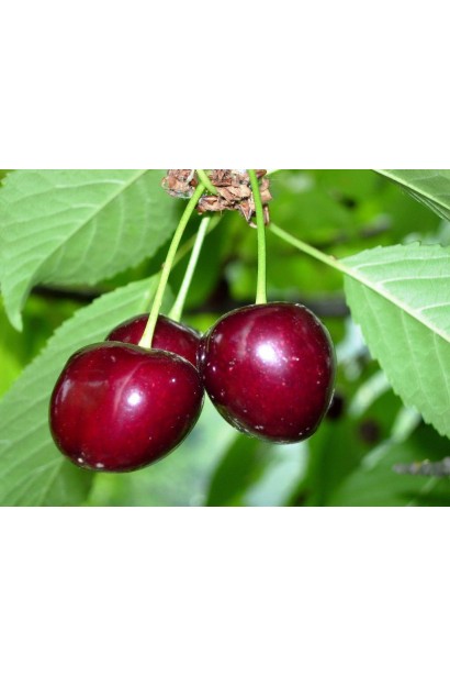 Вишня домашня Словянка червоні плоди