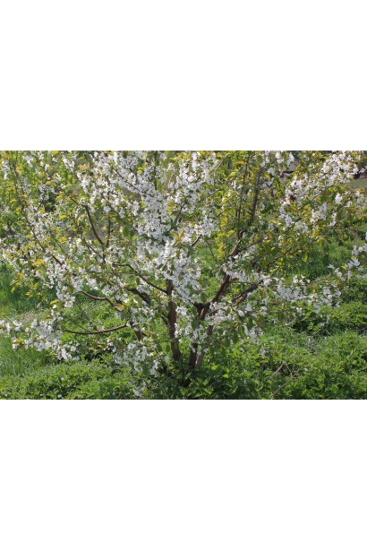 Вишня домашняя Чернокорка цветение