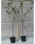Вишня домашня Чорнокорка (середня) | Вишня домашняя Чернокорка (средняя) | Prunus cerasus Chernokorka