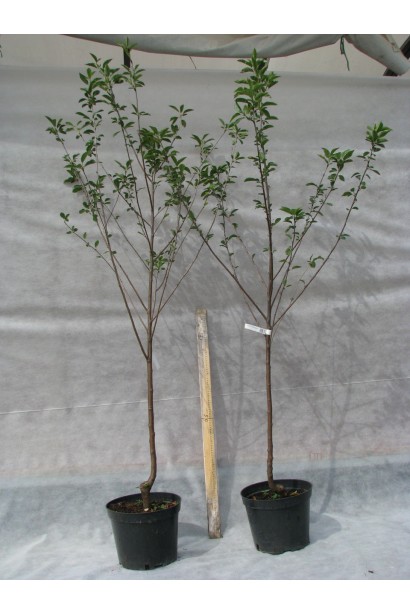 Вишня домашняя Чернокорка саженцы в горшке