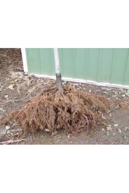 Корневая система вишневого дерева