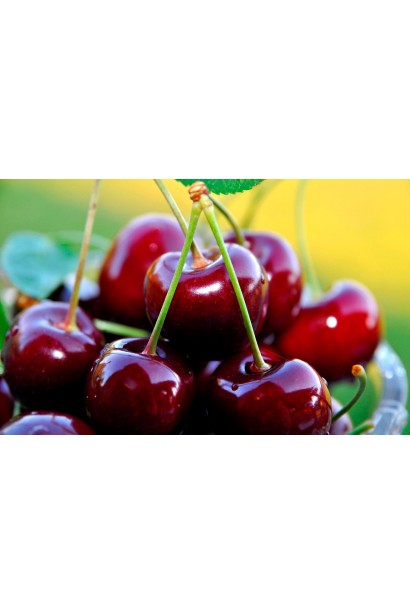 Вишня средняя Чернокорка