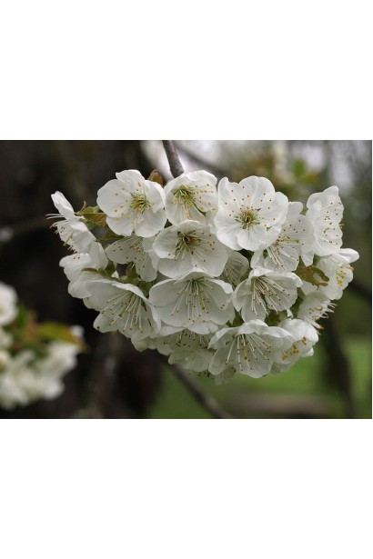 Белые цветы вишни Чернокорка