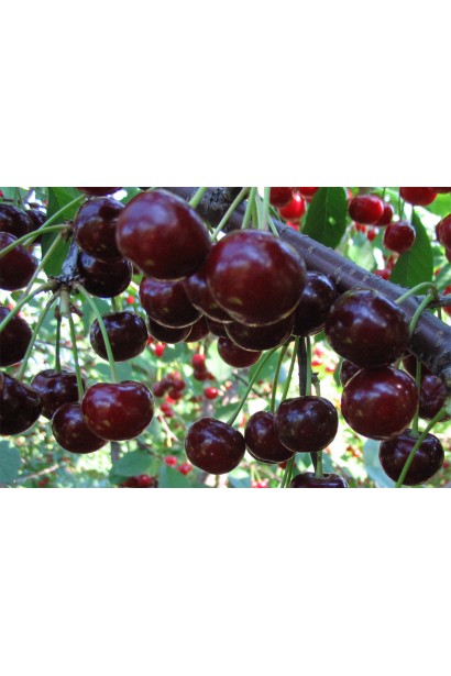 Вишня Chernokorka ягоды