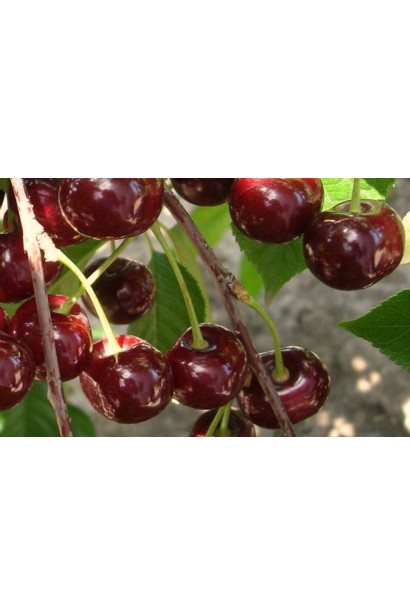 Вишня домашняя Чернокорка (средняя)