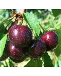 Вишня домашня Чорнокорка (середня) | Вишня домашняя Чернокорка (средняя) | Prunus cerasus Chernokorka
