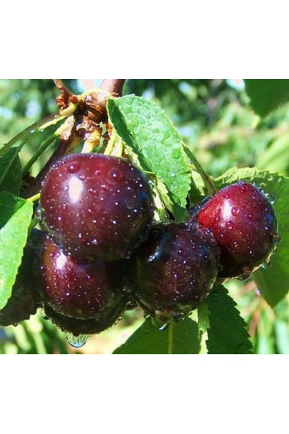 Большие темно-бордовые вишни Чернокорка