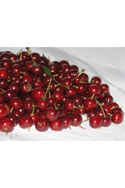  Prunus cerasus Chernokorka