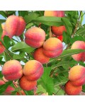 Персик домашній Княжа Краса (ранній) | Персик домашний Княжья Краса (ранний) | Prunus persica Knyaja Krasa