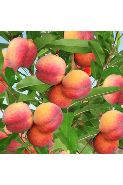 Персик "Княжа Краса" — округлі плоди з червоним рум’янцем.