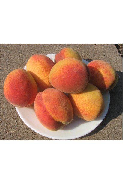 Ранній персик "Княжа Краса" — солодкі та ароматні плоди для свіжого споживання.