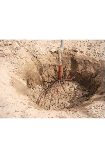 Саджанець персика "Княжа Краса" із відкритою кореневою системою