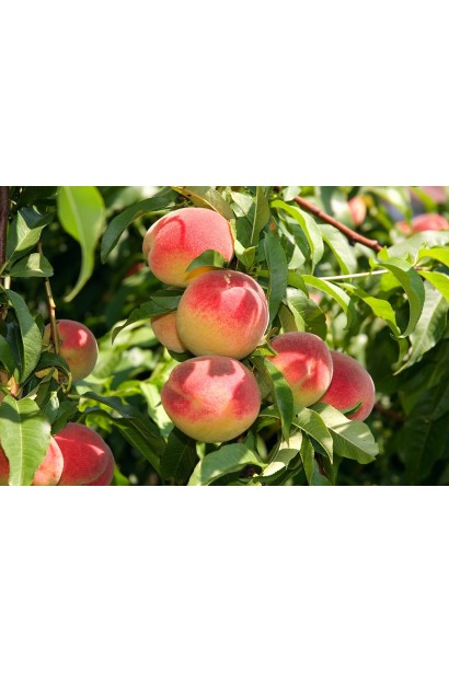 Дерево персика "Княжа Краса" із густою кроною та великим урожаєм