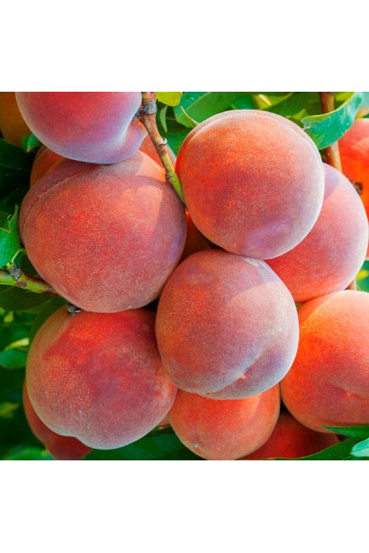 Плоди сорту "Княжа Краса"