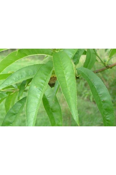 Листя Плоди сорту "Княжа Краса"