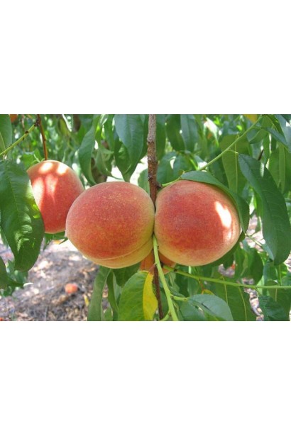 Персик домашній Княжа Краса (ранній) | Персик домашний Княжья Краса (ранний) | Prunus persica Knyaja Krasa