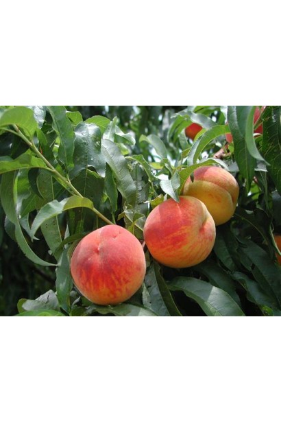 Персик "Княжа Краса" — компактне дерево, що ідеально підходить для невеликих садів.