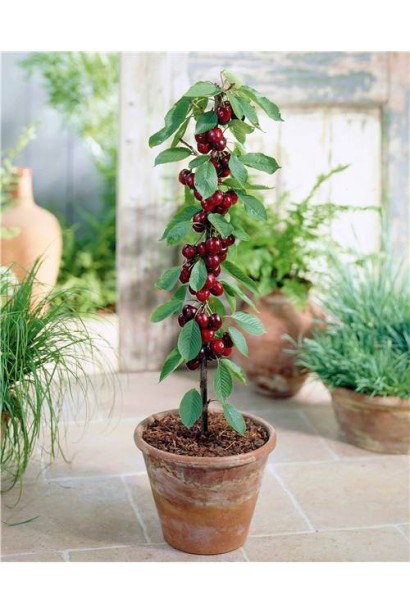 Вишня колоновидна декративна в горщику