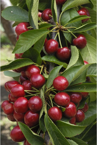 Вишня колоновидна