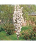 Вишня колоновидная | Вишня колоновидна | Prunus cerasus columnar