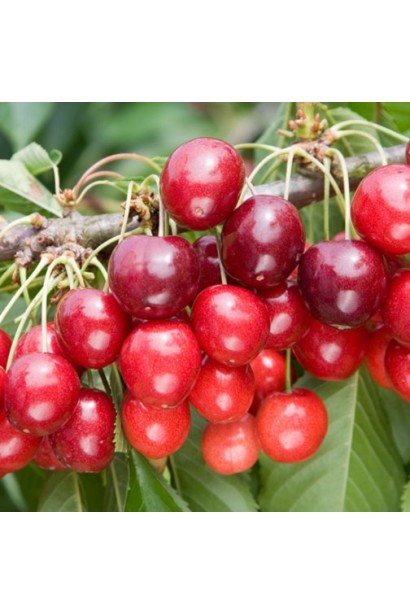 Вишня колоновидна плоди