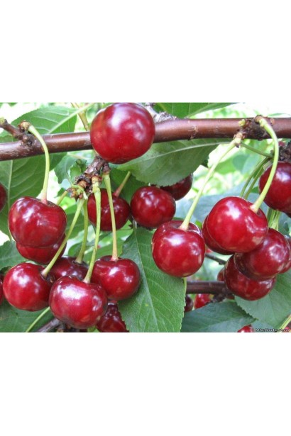 Вишня колоновидна червоні ягоди