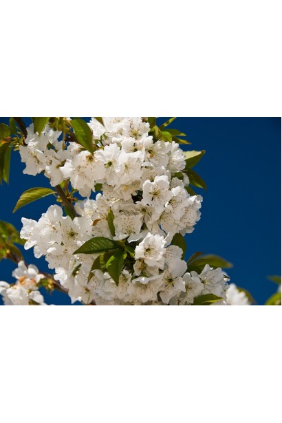 Вишня колоновидна білі квіти