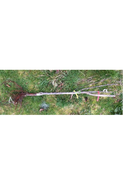 Вишня колоновидна саджанець голий корінь