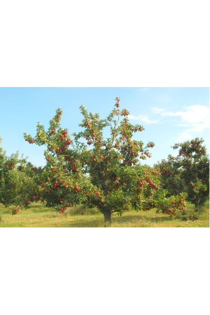 Дерево с большой кроной Персика "Солнечный"