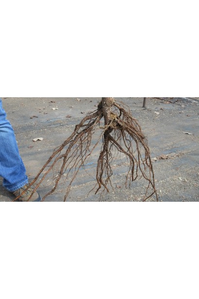 Персик "Солнечный" - саженец с открытой корневой системой.