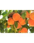 Персик домашній Сонячний (середній) | Персик домашний Солнечный (средний) | Prunus persica Solnechniy